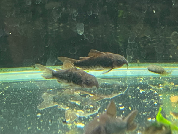 Black Venezuela Cory (Corydoras schultzei)