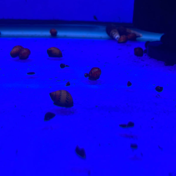 Tiger Nerite Snail (Neritina Semiconica)