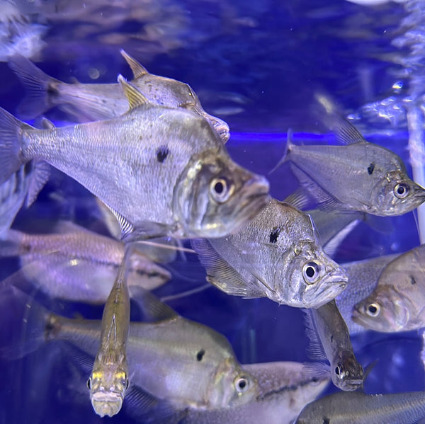 Glass Headstander ( Charax Gibbosus )