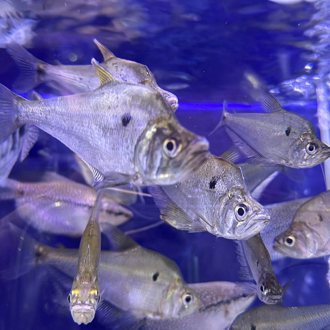 Glass Headstander ( Charax Gibbosus )