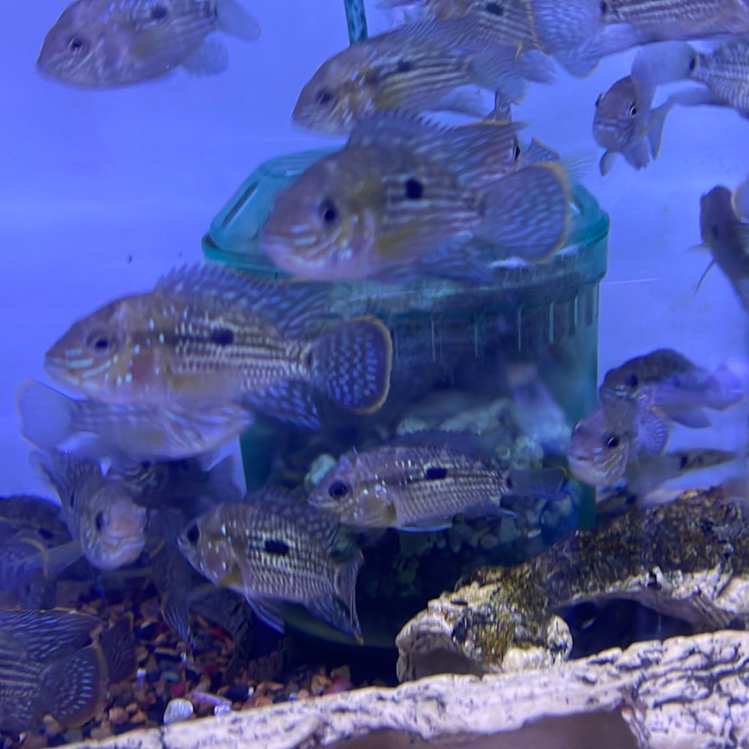 Monster Fish For Sale - Monster Aquarium – Page 3 – monsteraquariumonline