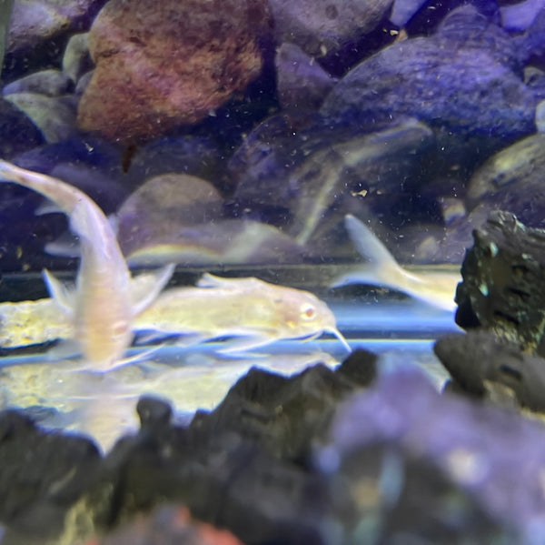 Albino multipunctatus Synodontis Catfish (Synodontis multipunctatus)