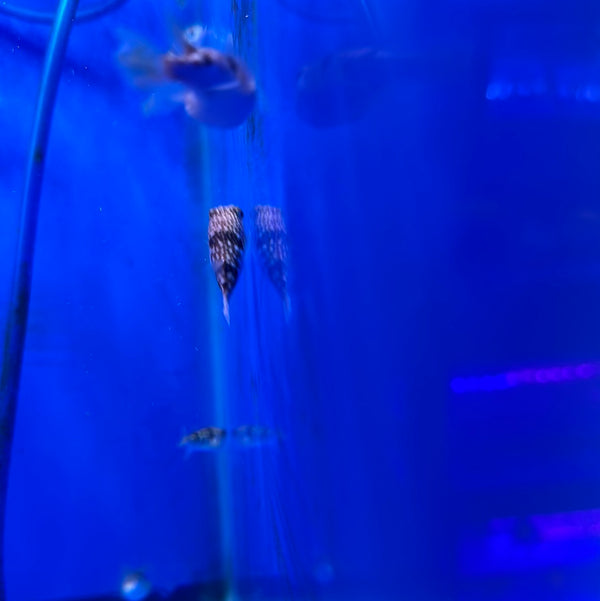 Milkspotted Puffer (Chelonodon patoca)