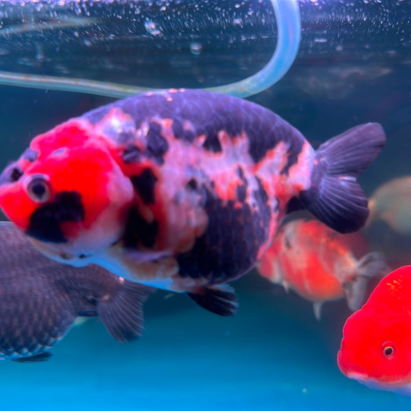 A Grade Ranchu Goldfish (Carassius Auratus)