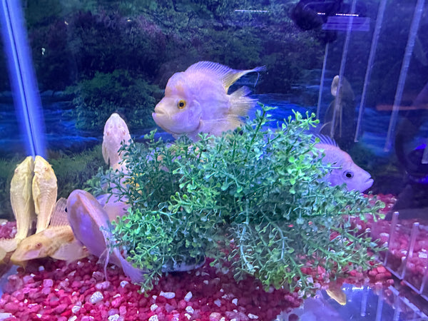 Humphead mammon (Cichlasoma sp)
