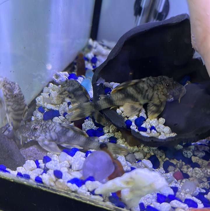 L135 L135 Demini worm line Pleco (Peckoltia braueri)