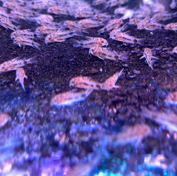 Habrosus Cory (Corydoras habrosus)