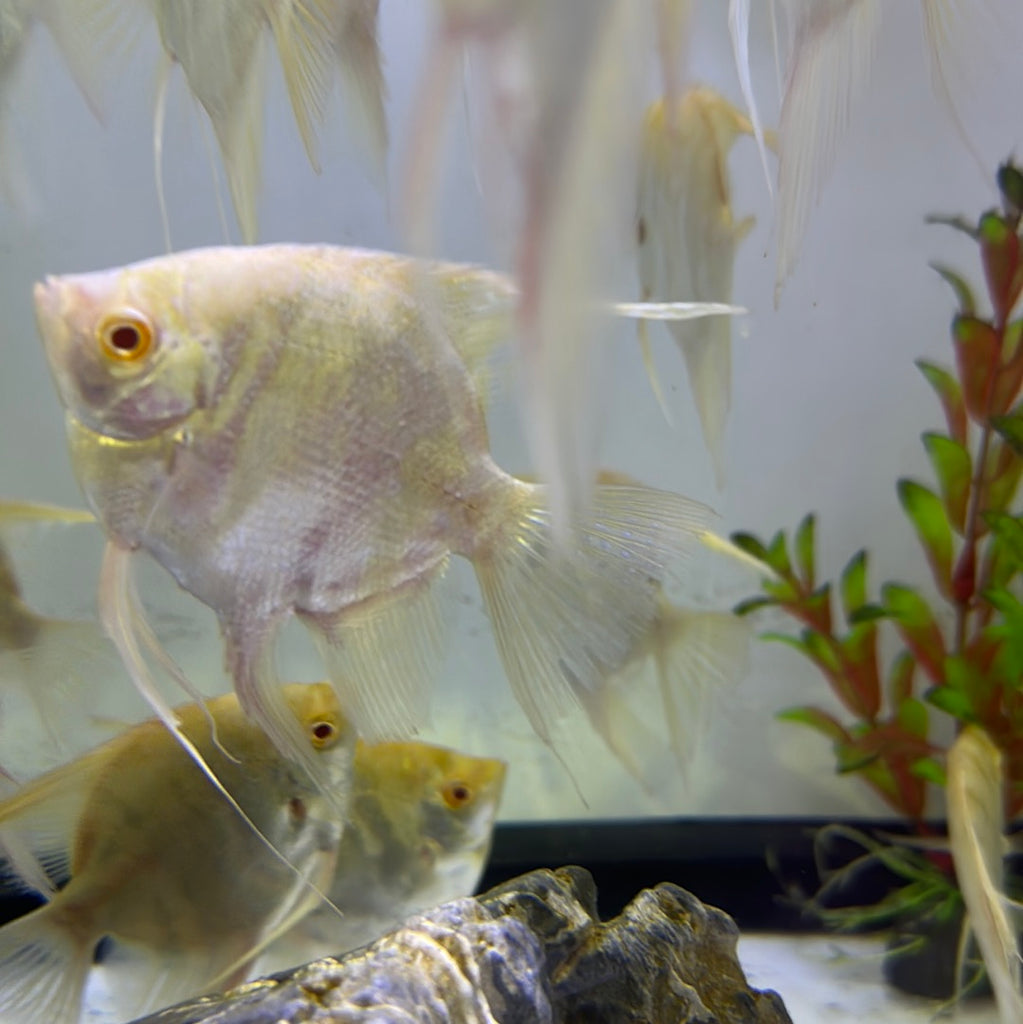 Albino marble gold Angel red eye (Pterophyllum scalare)