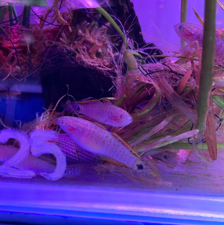 Peacock Gudgeon (Tateurndina ocellicauda)