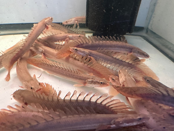 Polypterus Bichir Bichir. PBB (Polypterus bichir bichir)