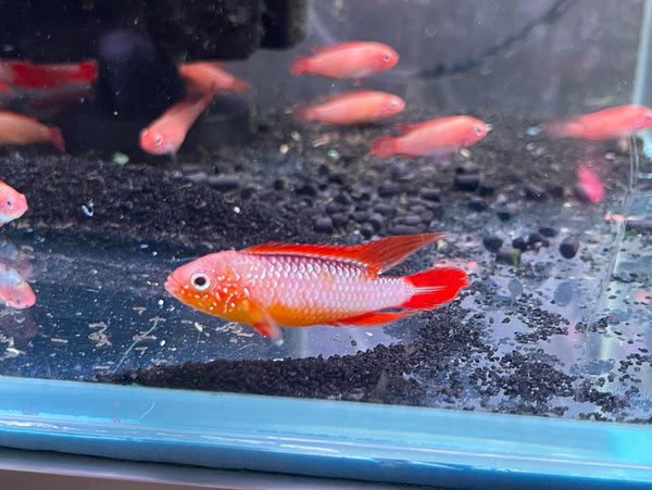 Apistogramma Agassizii "Fire Red"