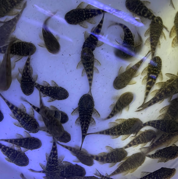 L455 Tiger Chaetostoma Pleco (Chaetostoma sp. L455)