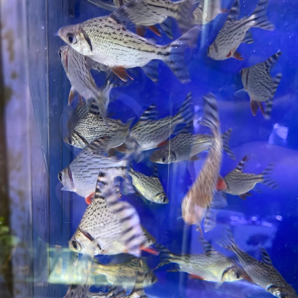 Flagtail Red Fin Prochilodus (Semaprochilodus insignis)