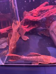 L24 Red Fin Catus Pleco (Pseudacanthicus pitanga)