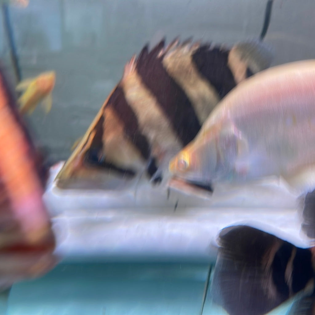 3 Bar Indo Datnoid A/B Grade ( Datnioides microlepis )