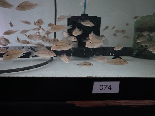 Jurupari Geophagus (Geophagus jurupari)