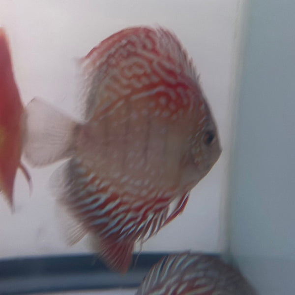 Red Turquoise Discus (Symphysodon aequifasciatus)