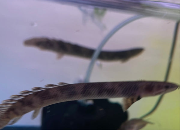 Retropinnis Polypterus Bichir (Polypterus retropinnis)
