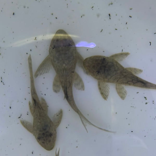 L037 Honeycomb Pleco (Hypostomus faveolus )