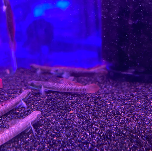 Red Neon Stiphodon Goby (Stiphodon sp.)