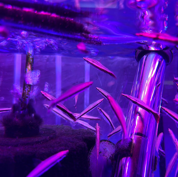 Rocket Pencil fish (Nannostomus Eques)