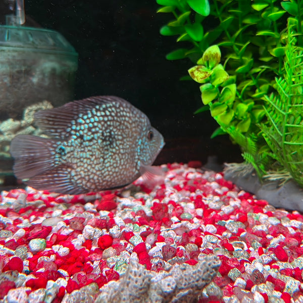 Balloon Green Texas Cichlid (Herichthys carpintis)