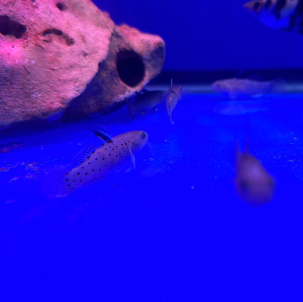 Knight Goby (Stigmatogobius sadanundio)