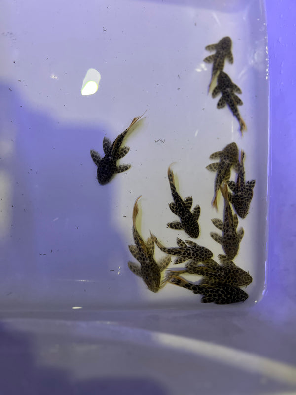 L114 Leopard Cactus Pleco (Pseudacanthicus cf. leopardus)