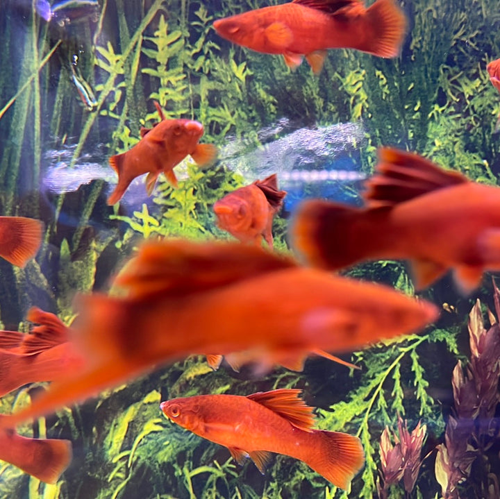 Super Red Albino Cauliflower Swordtail (Xiphophorus helleri)
