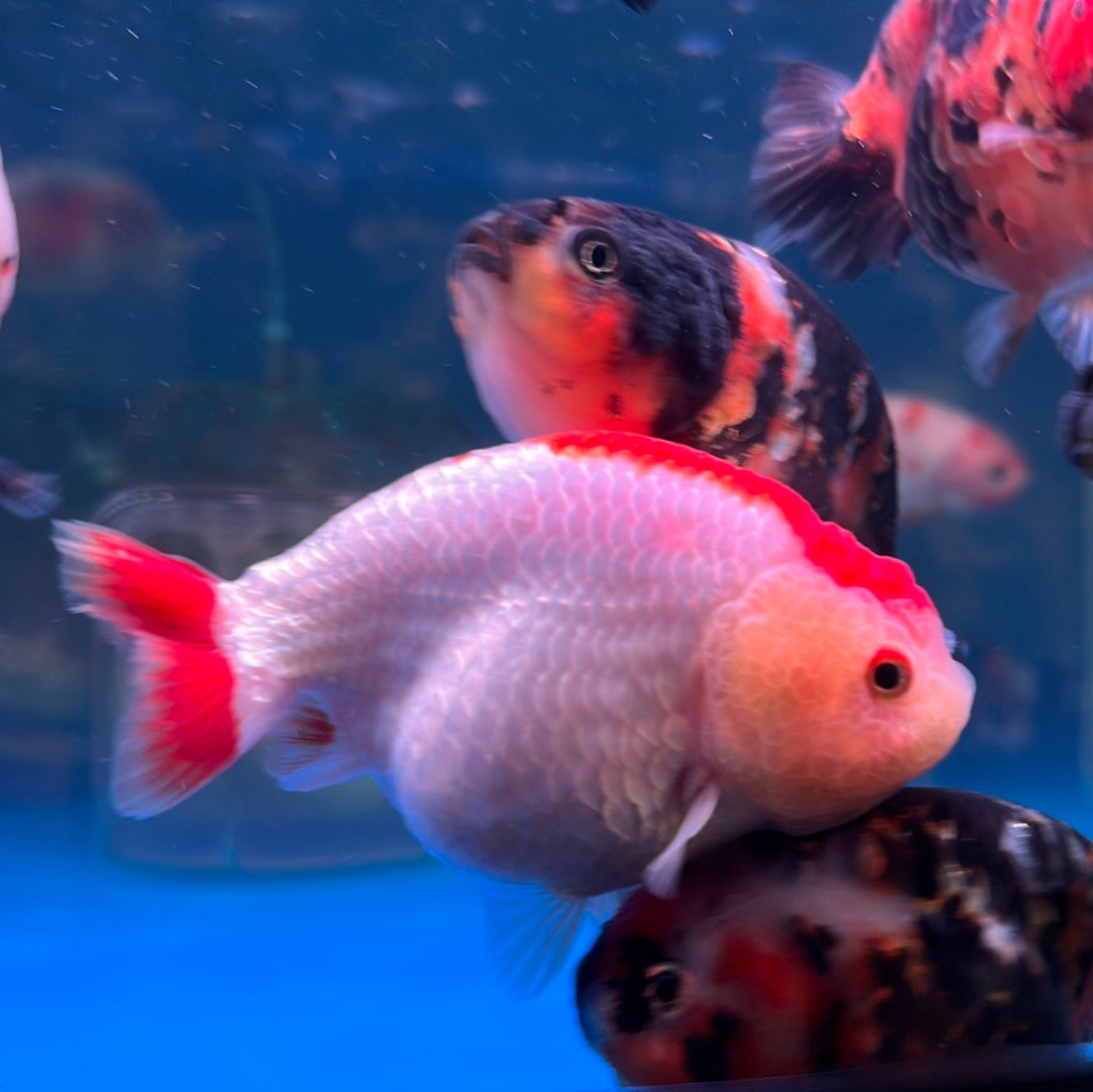 Small Rancho Fish A Grade Ranchu Goldfish for Sale | Fancy Care Tips