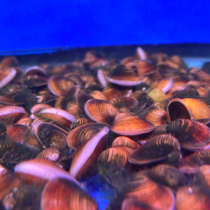 Freshwater Golden Clam