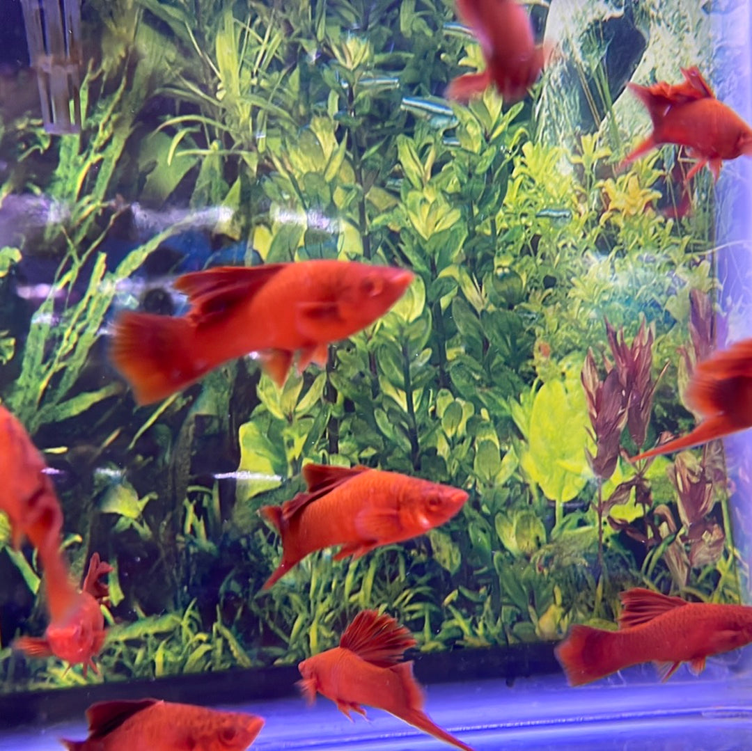 Super Red Albino Cauliflower Swordtail (Xiphophorus helleri ...