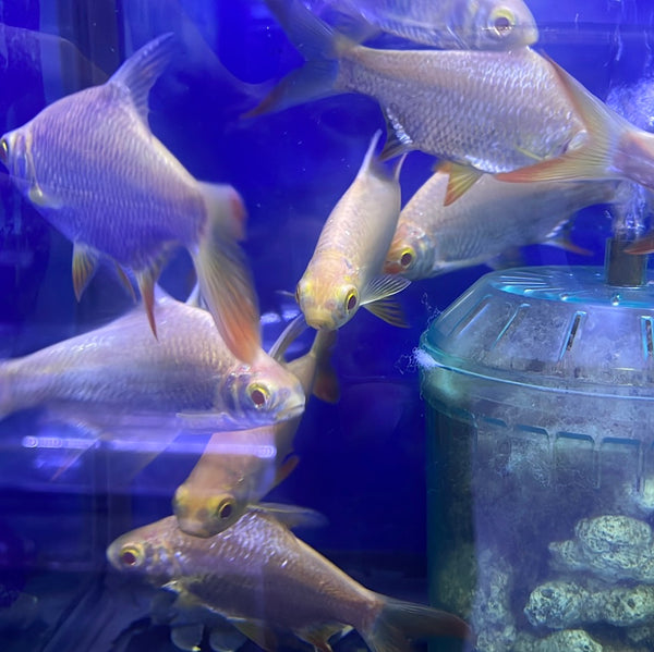 Albino Tinfoil Barb (Barbonymus schwanenfeldii)