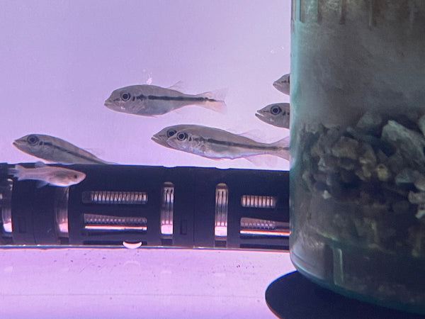 Azul Peacock Bass (Cichla piquiti)