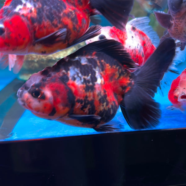 A Grade Thai Oranda Goldfish (Carassius Auratus)