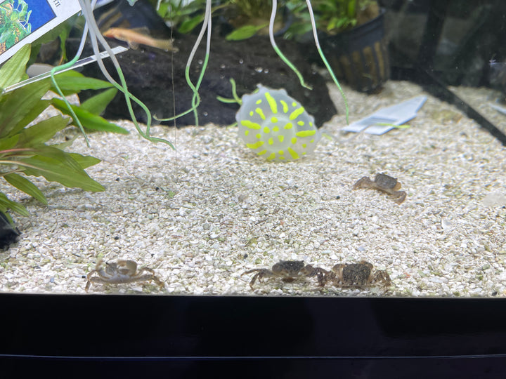 Pom Pom Crab (Ptychognathus barbatus)