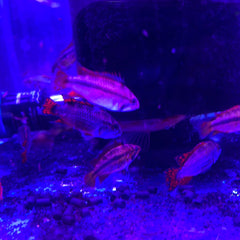 Apistogramma Cacatuoides "Double Red” Pair( 1 M 1 F)