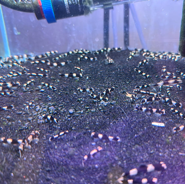 Panda Loach (Yaoshania pachychilus)
