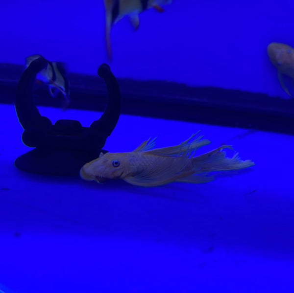 Long Fin Blue eyed Bristlenose pleco (Ancistrus sp.)
