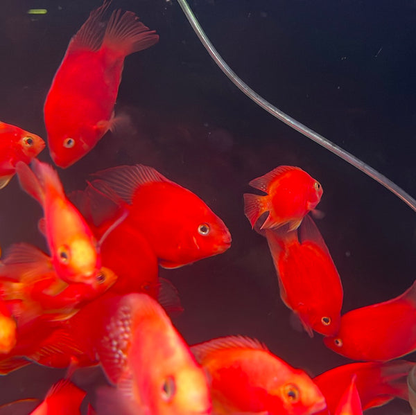 Red Mammon (Cichlasoma sp)