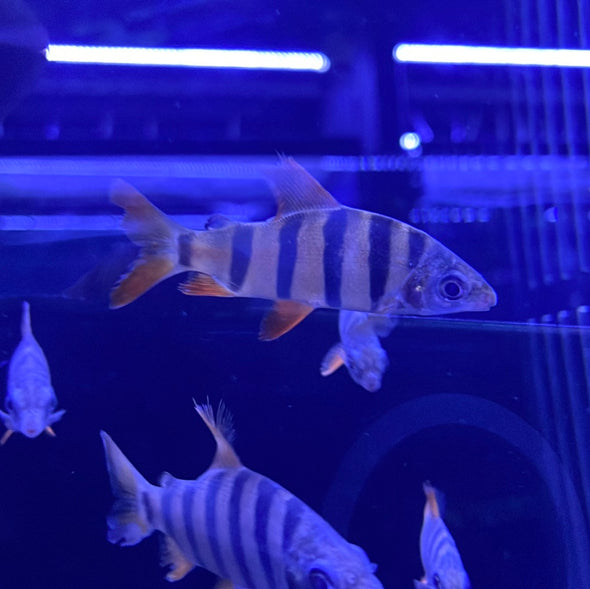 Six Banded Distichidus (Distichidus Sexfasciatus)