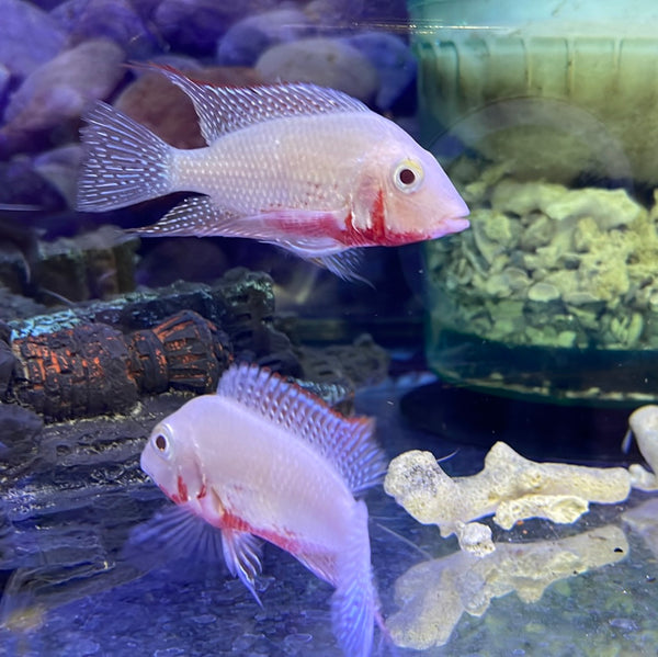 Albino Firemouth Cichlid (Thorichthys meeki)