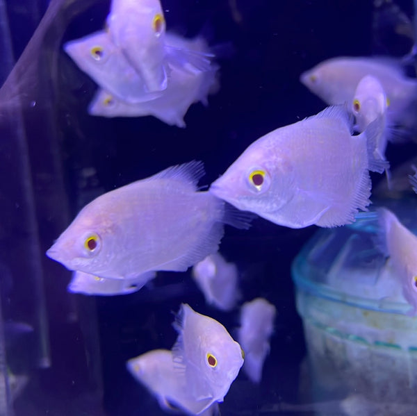 Albino Giant Gourami ( Red Eye) (Osphronemus goramy)