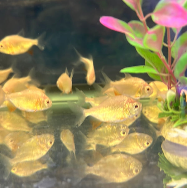 Albino Pacu (Piaractus brachypomus)