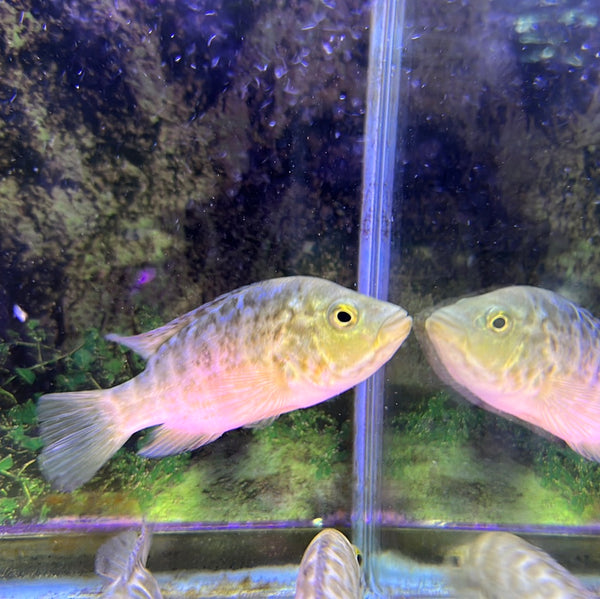 Cuban Cichlid ( Nandopsis Tetracanthus )