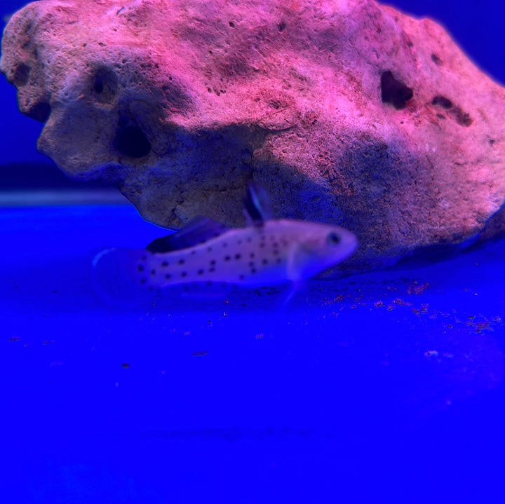 Knight Goby (Stigmatogobius sadanundio)