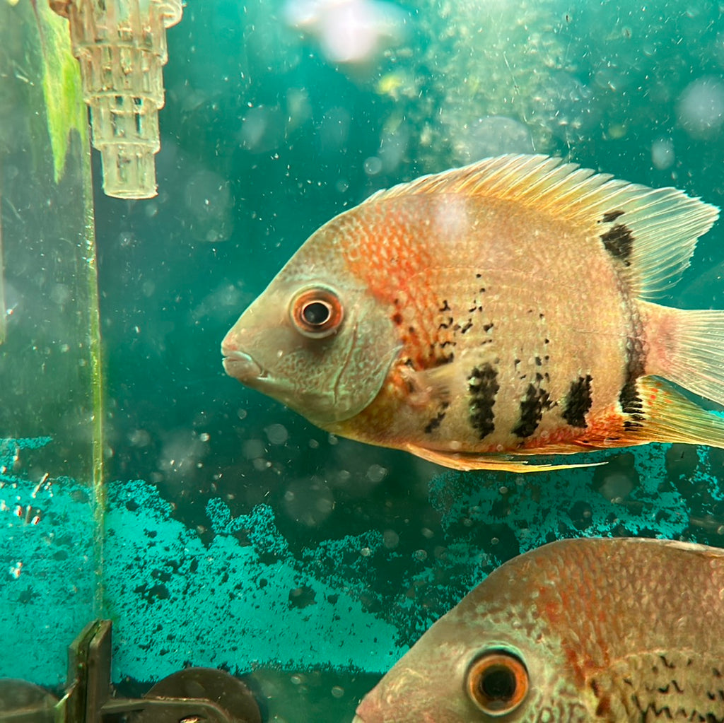 Red Shoulder Severum (Heros cf. efasciatus) – monsteraquariumonline
