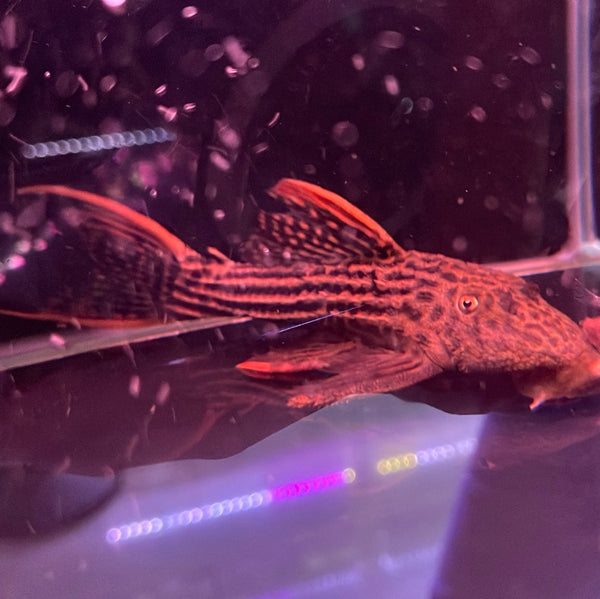 L25 Red Fin Scarlet Pleco "Sao Felix Super red" (Pseudacanthicus pirarara)