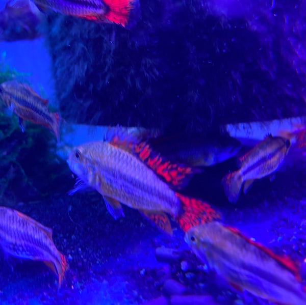 Apistogramma Cacatuoides "Double Red” Pair( 1 M 1 F)