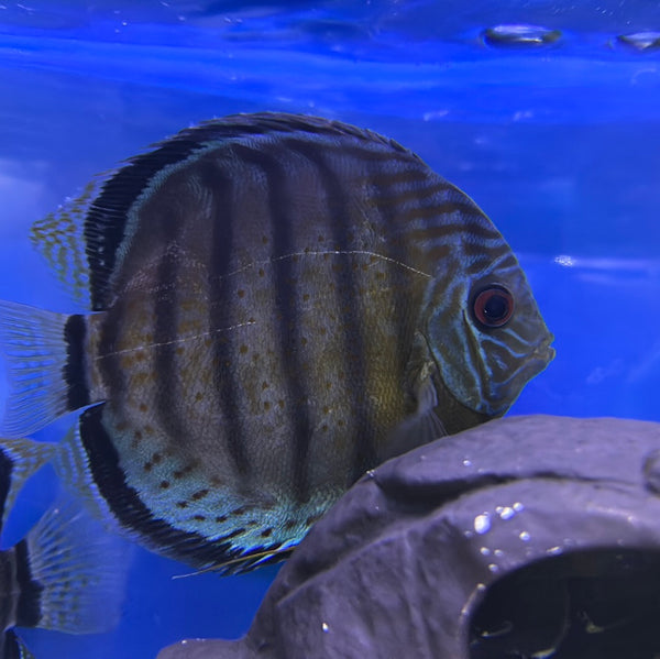 Wild Blue Discus (Symphysodon aequifasciatus)